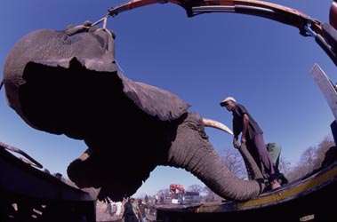 In Malawi, elephants and humans are at war over food and land. Can a team of conservations track, capture and move over seventy elephants and bring peace to the region?